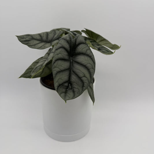 Alocasia Silver Dragon