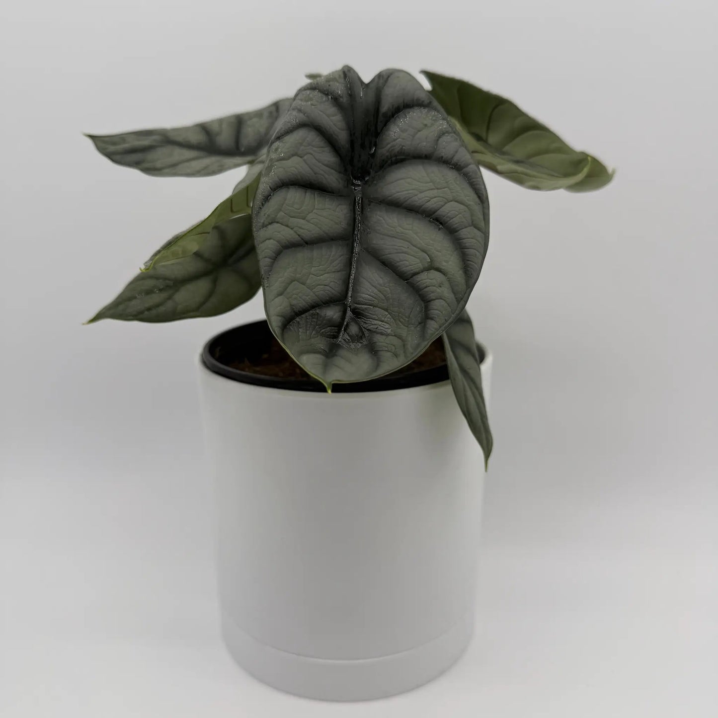 Alocasia Silver Dragon RUNOPLANTS, dark gray-green leaves in a white pot indoor houseplant on Tampa Home & Garden Store