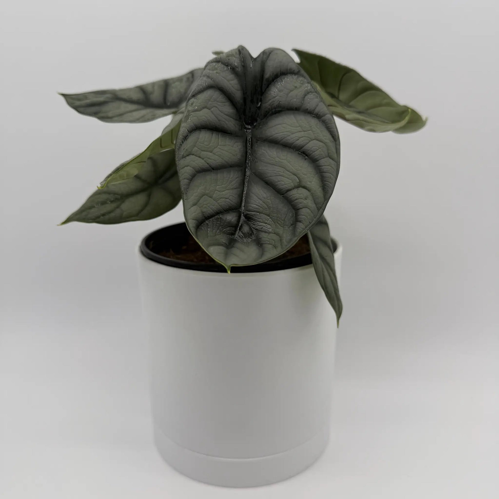 Alocasia Silver Dragon RUNOPLANTS, dark gray-green leaves in a white pot indoor houseplant on Tampa Home & Garden Store