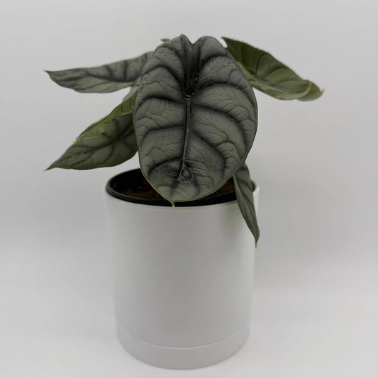 Alocasia Silver Dragon RUNOPLANTS, dark gray-green leaves in a white pot indoor houseplant on Tampa Home & Garden Store