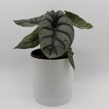 Alocasia Silver Dragon