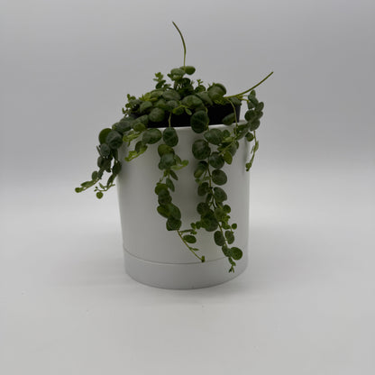 String of Turtles (Peperomia Prostrata)