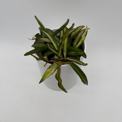 Tricolor Hoya Wayetii