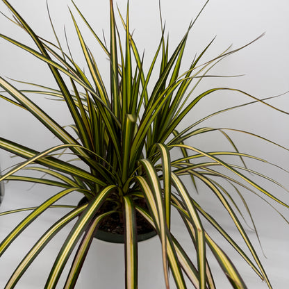 Dracaena Ray Of Sunshine