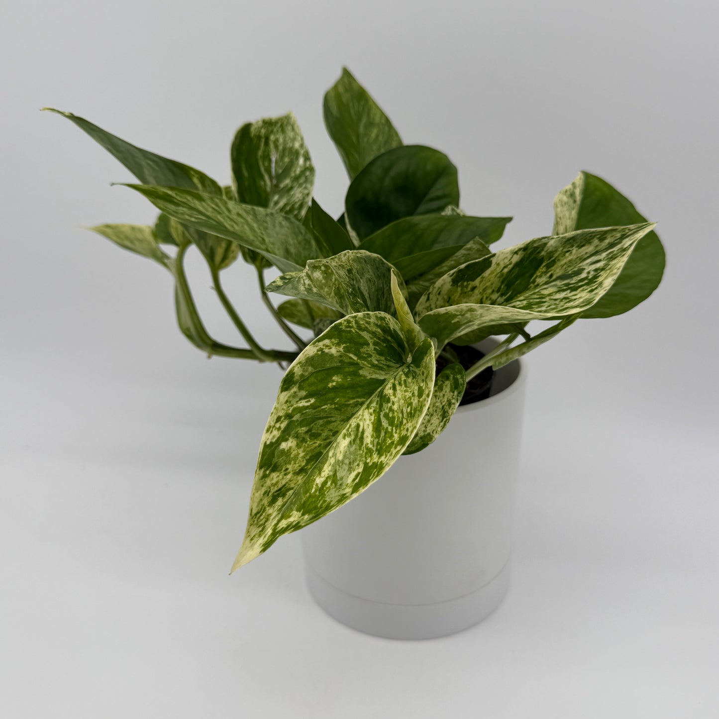 Pothos Mystery Bundle Box - 3 Pothos Plants