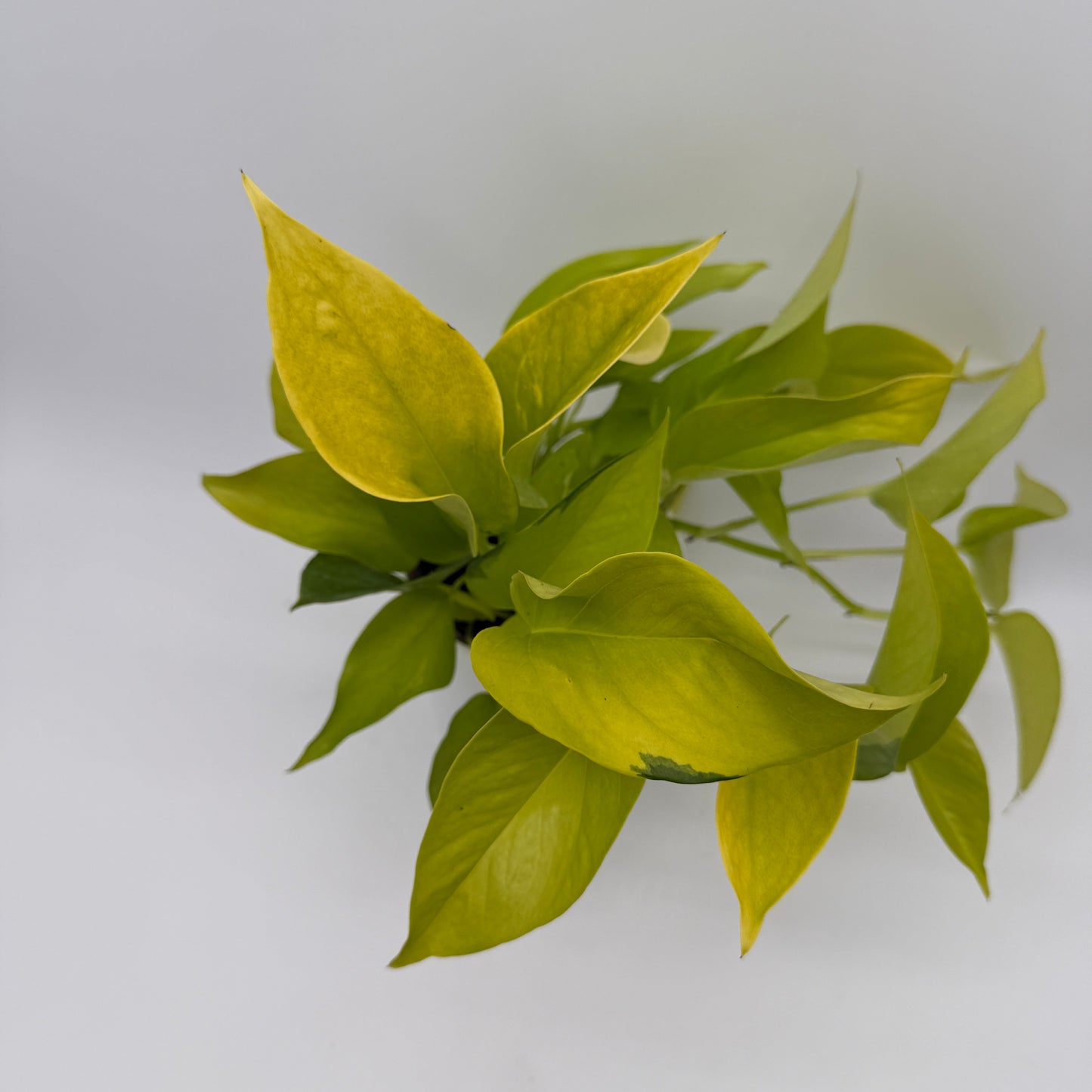 Pothos Neon