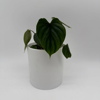 Philodendron Plowmanii