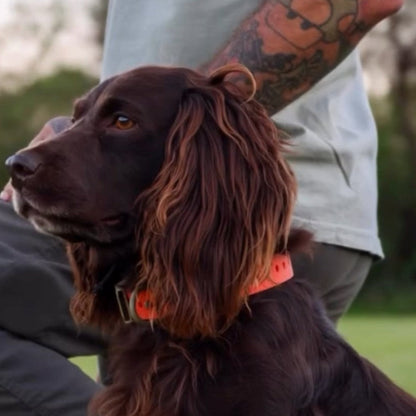 FIELD COLLAR orange nylon hunting dog collar by Hoss Straps on a brown dog on Tampa Home & Garden Store