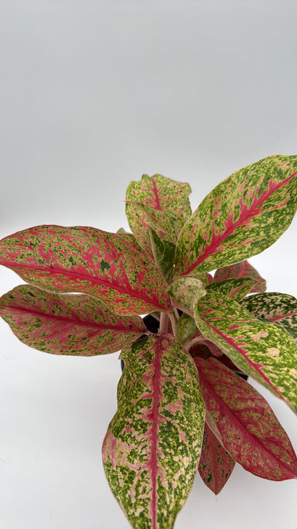 Aglaonema Lai Nam potted houseplant with pink and green variegated leaves on Tampa Home & Garden Store