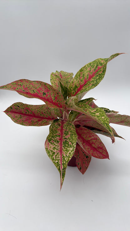 Aglaonema Lai Nam plant with pink-green variegated leaves in pot RUNOPLANTS on Tampa Home & Garden Store