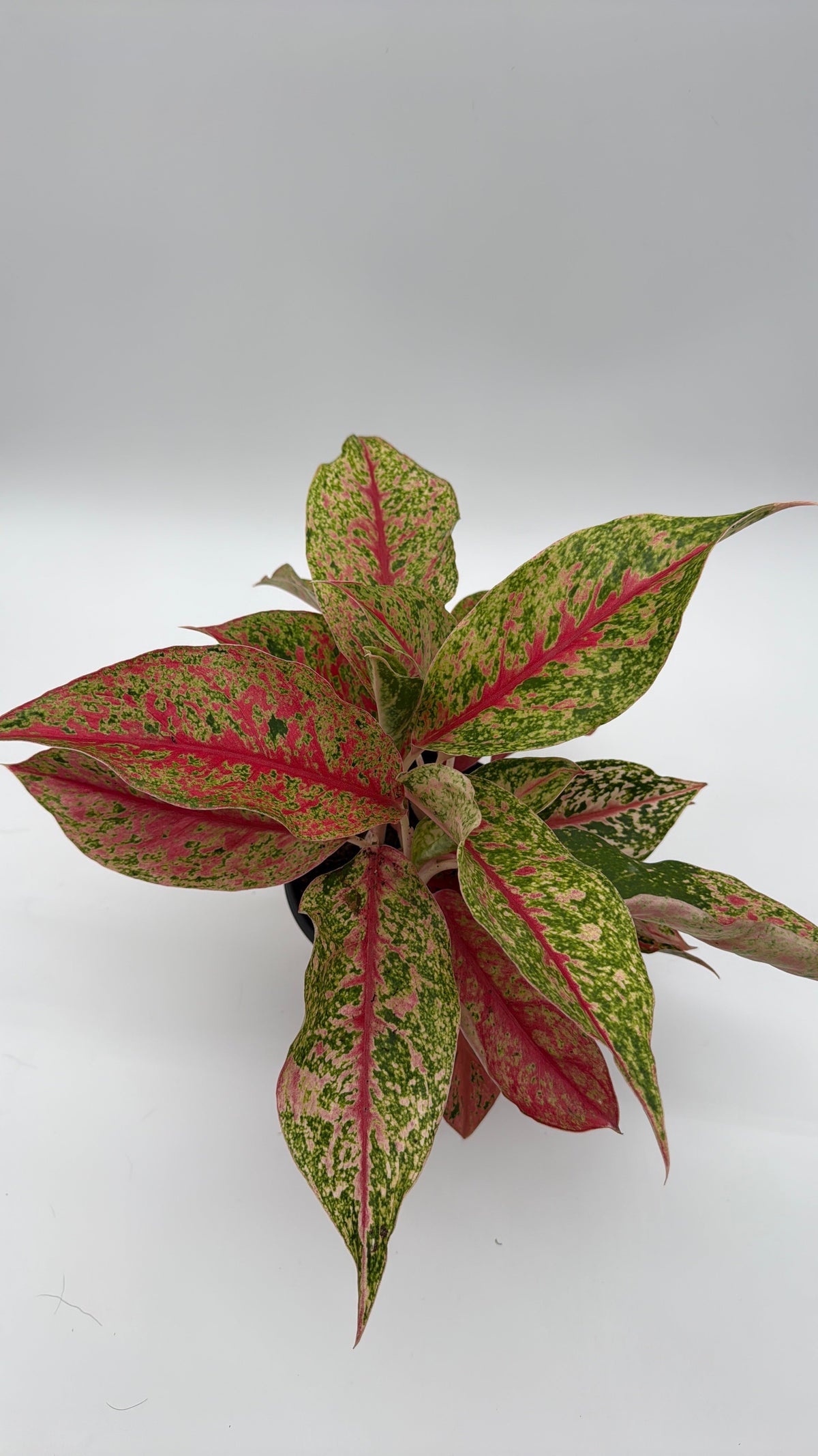 Aglaonema Lai Nam potted houseplant with pink-green variegated leaves RUNOPLANTS on Tampa Home & Garden Store