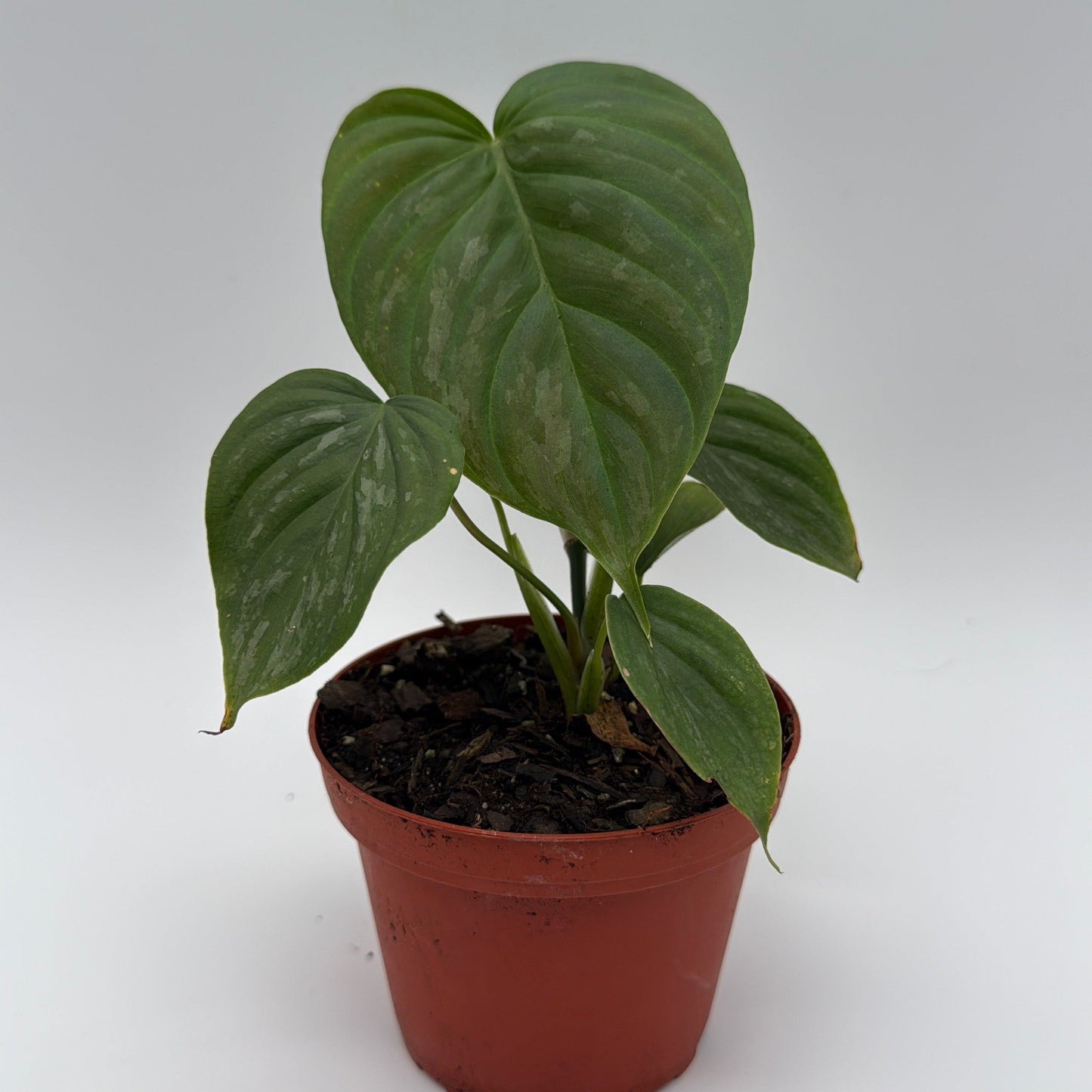 Philodendron Majestic