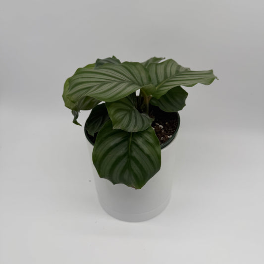 Calathea Orbifolia