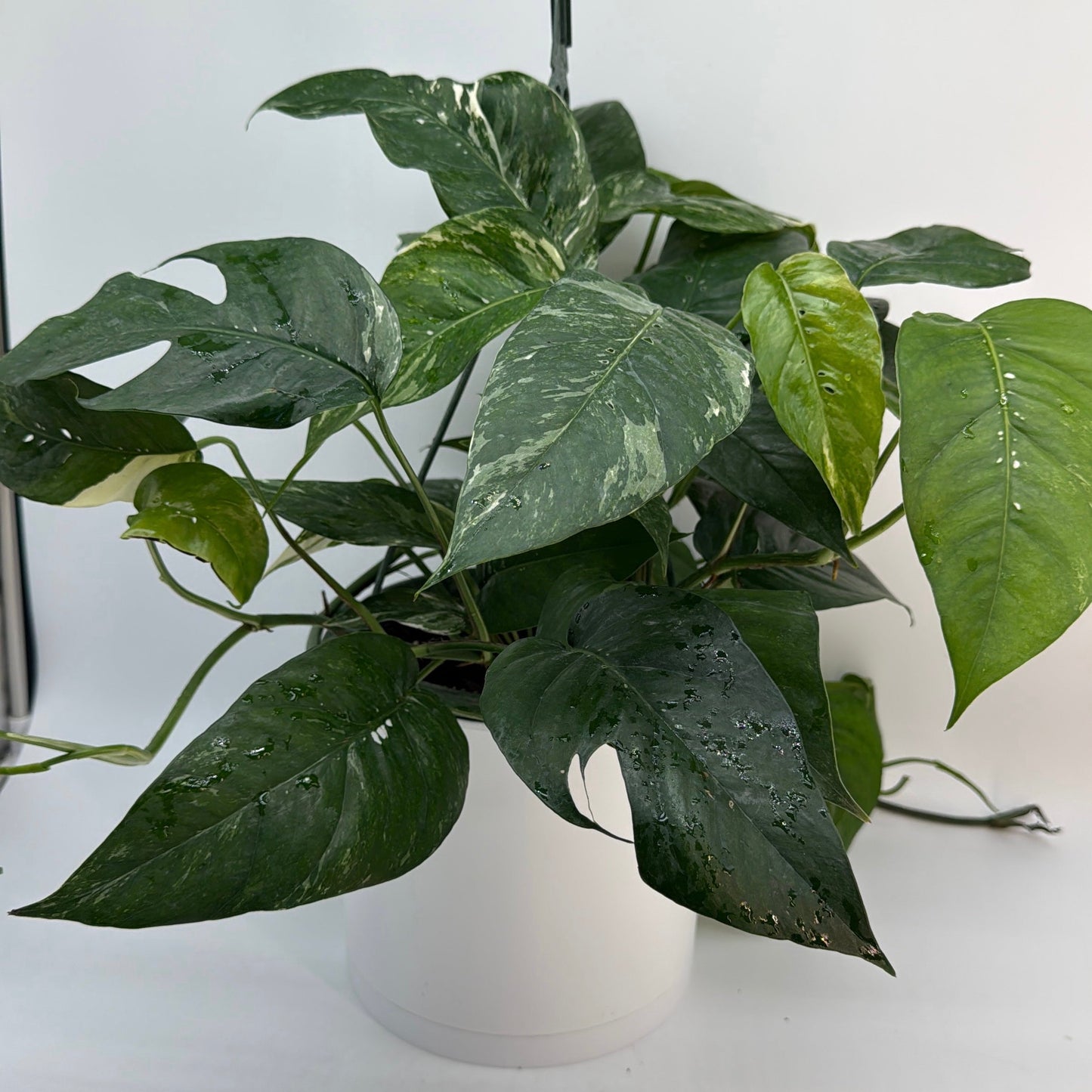 Epipremnum Pinnatum Albo Flame Climber