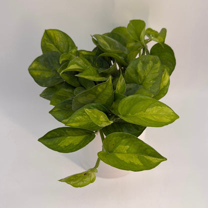 Pothos Lizard Queen