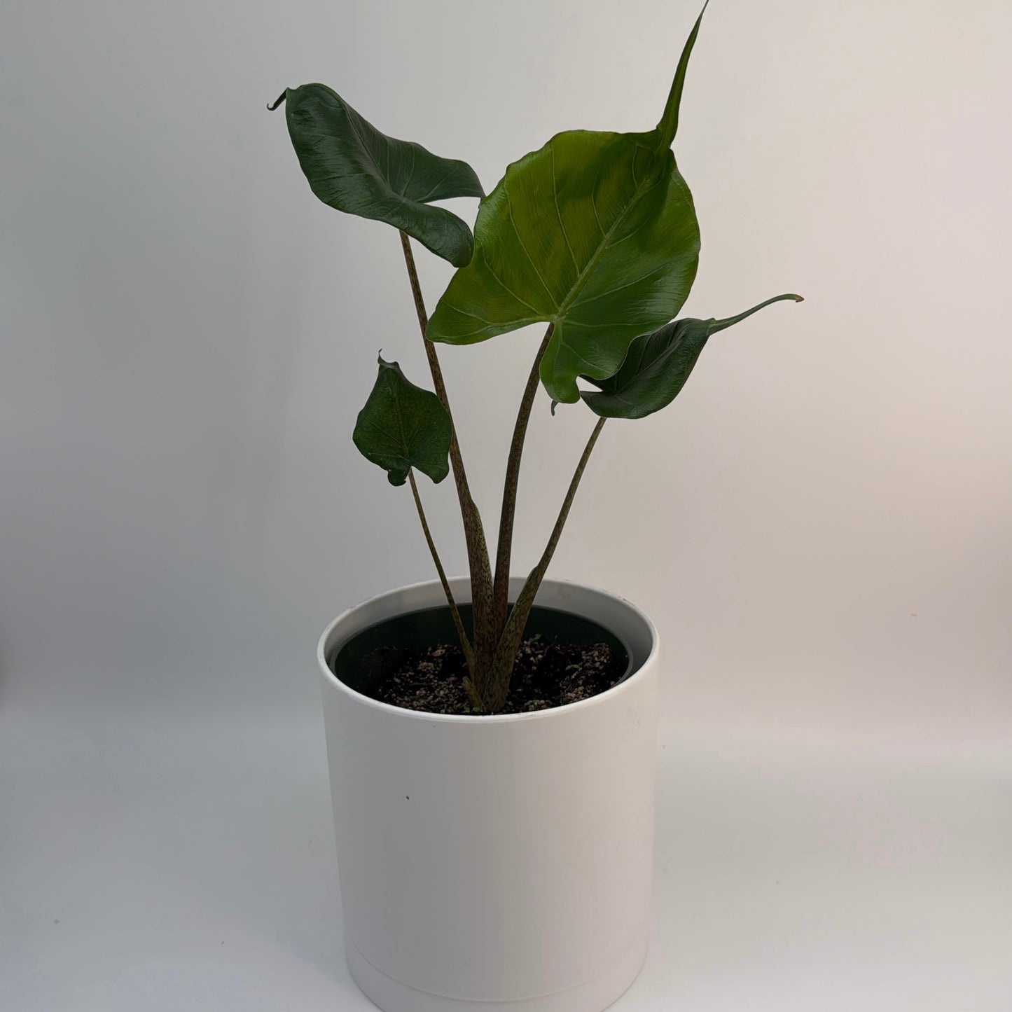 Alocasia Stingray plant with glossy leaves in white pot RUNOPLANTS potted houseplant on Tampa Home & Garden Store