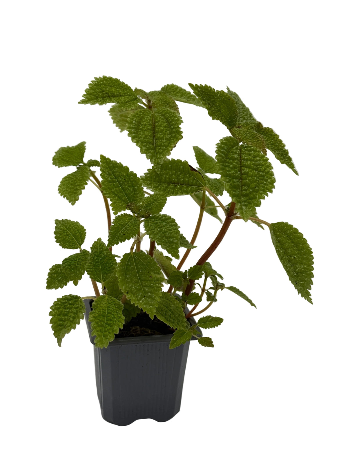Pilea Moon Valley indoor plant with textured green leaves in a gray pot on Tampa Home & Garden Store