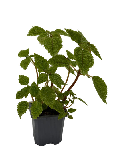 Pilea Moon Valley indoor plant with textured green leaves in a gray pot on Tampa Home & Garden Store