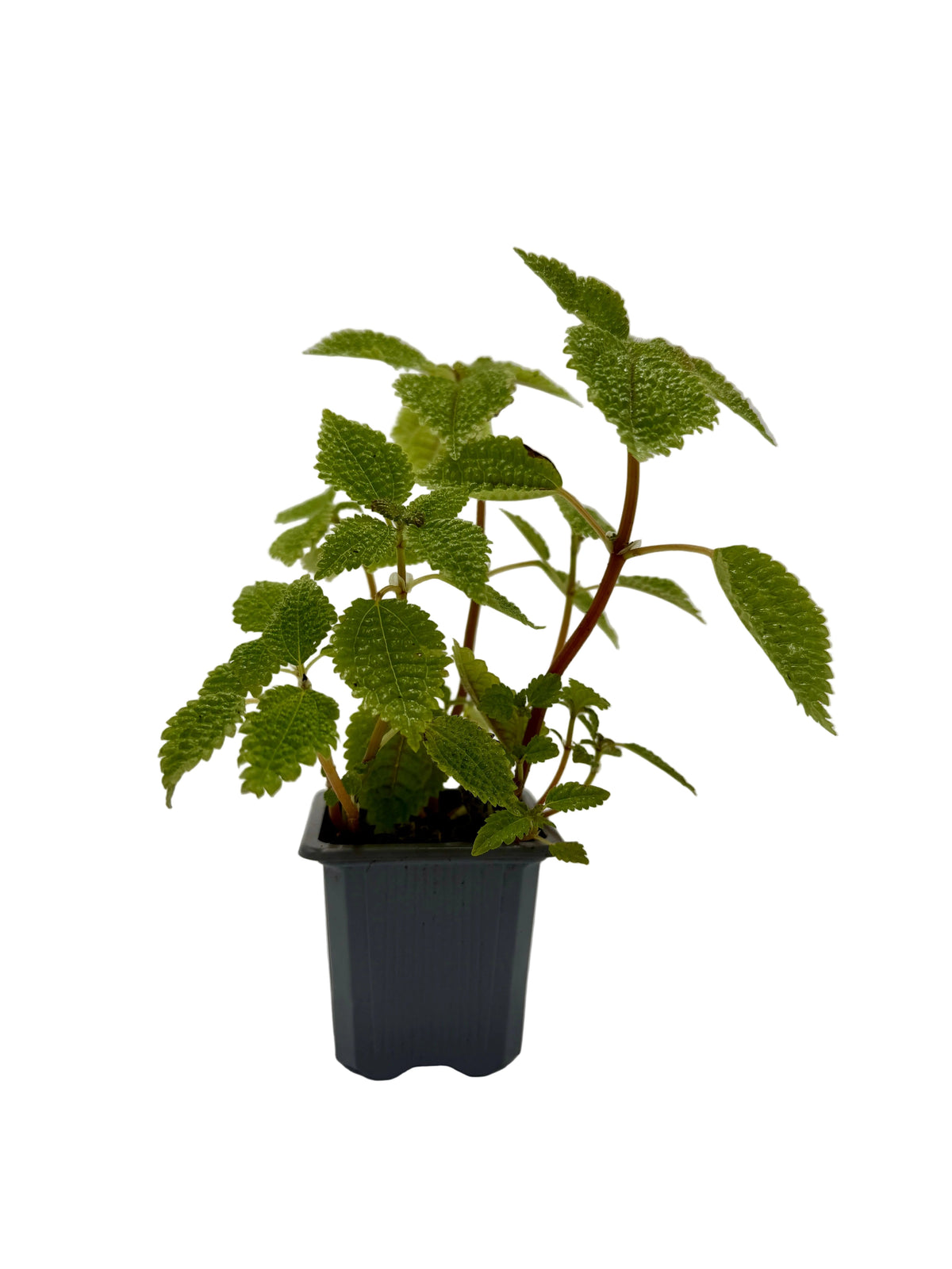 Pilea Moon Valley indoor plant with textured green leaves and reddish stems in a pot on Tampa Home & Garden Store