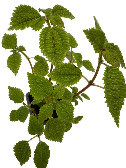 Pilea Moon Valley indoor plant with bright green crinkled leaves and reddish stems in a pot on Tampa Home & Garden Store