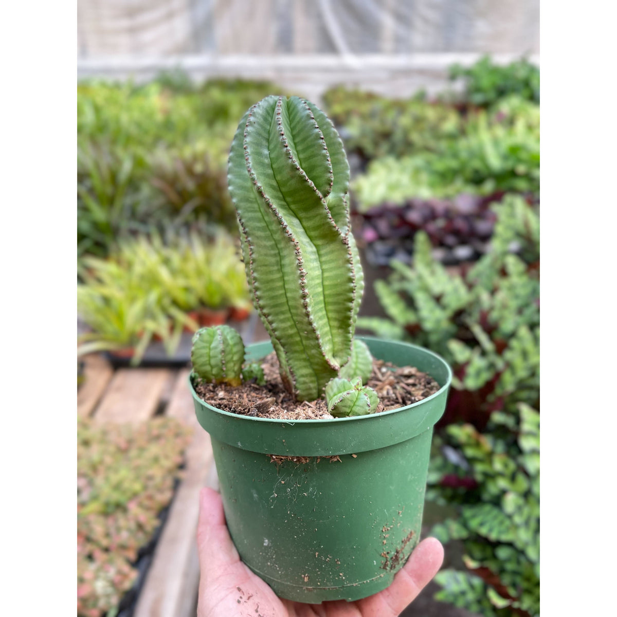 Euphorbia Mother Hubbard Cactus in a 6-inch pot with ribbed green stems and spines on Tampa Home & Garden Store