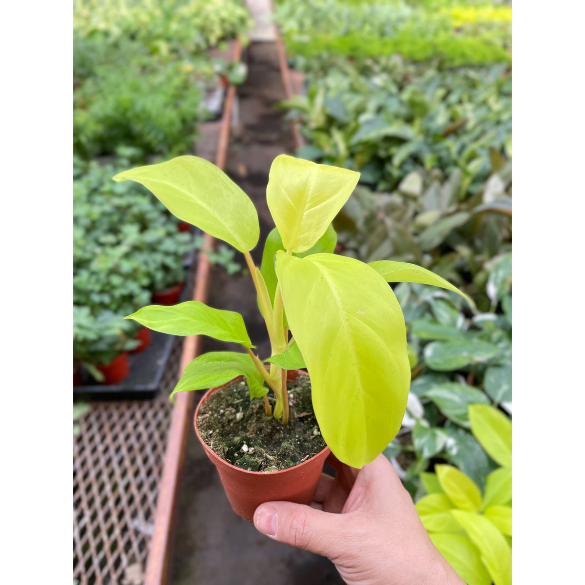 Philodendron Golden Goddess 4in pot indoor plant, bright yellow leaves, House Plant Shop on Tampa Home & Garden Store