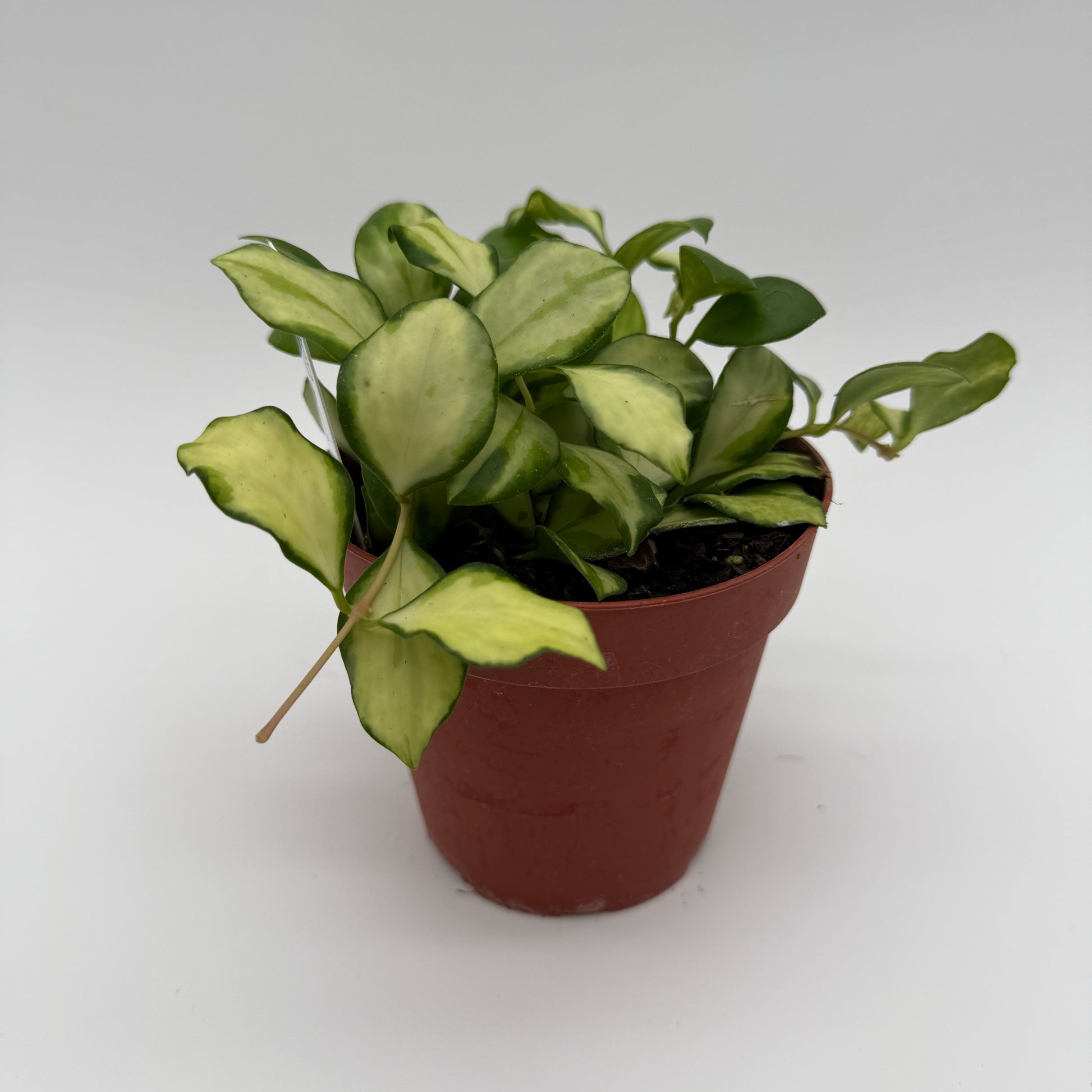 Hoya Variegated Heuschkeliana plant with cream-green leaves in a terracotta pot RUNOPLANTS on Tampa Home & Garden Store
