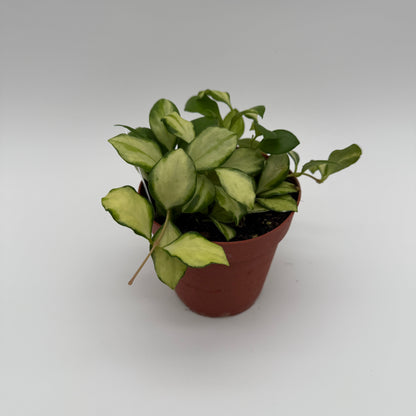 Hoya Variegated Heuschkeliana plant in a terracotta pot with cream-green leaves RUNOPLANTS on Tampa Home & Garden Store