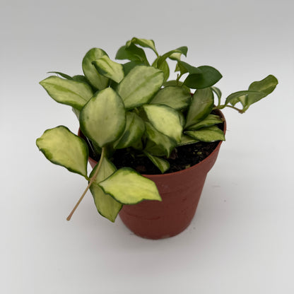 Variegated Hoya Heuschkeliana potted houseplant with cream-green leaves on Tampa Home & Garden Store