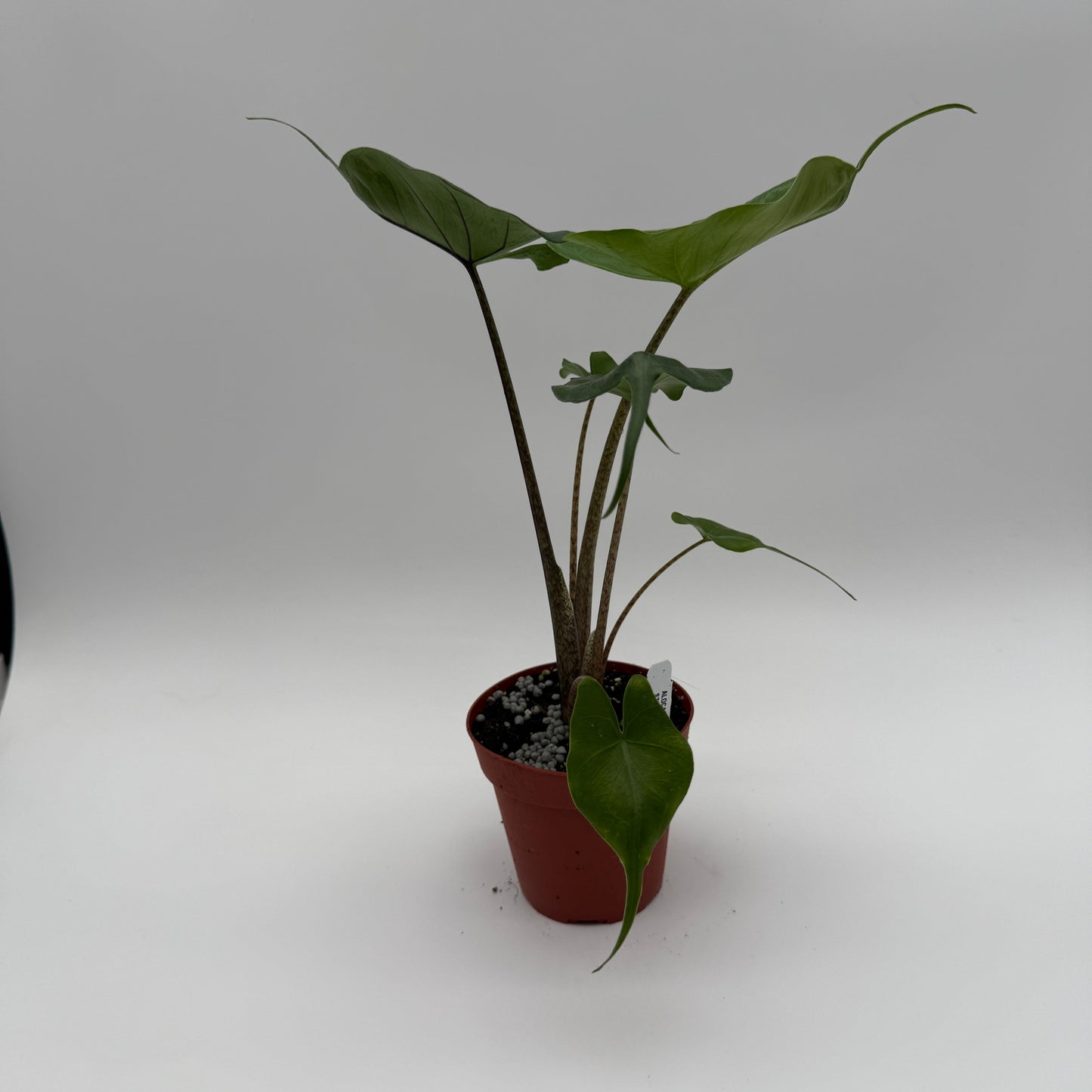 Alocasia Stingray RUNOPLANTS potted houseplant with green broad leaves in red pot on Tampa Home & Garden Store