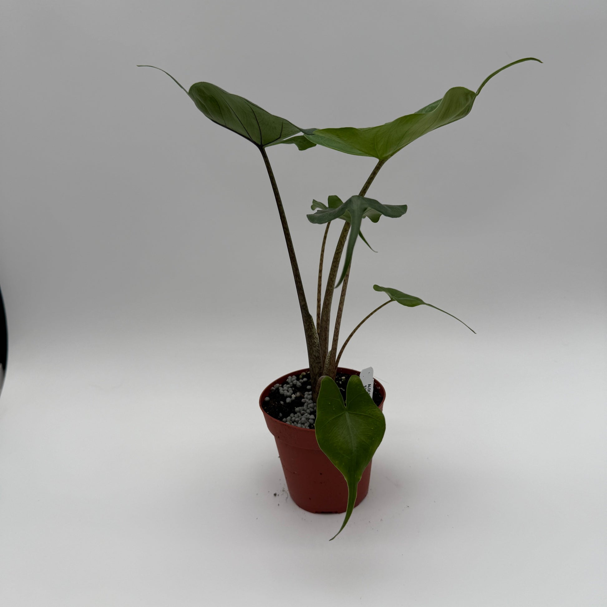 Alocasia Stingray RUNOPLANTS potted houseplant with green broad leaves in red pot on Tampa Home & Garden Store