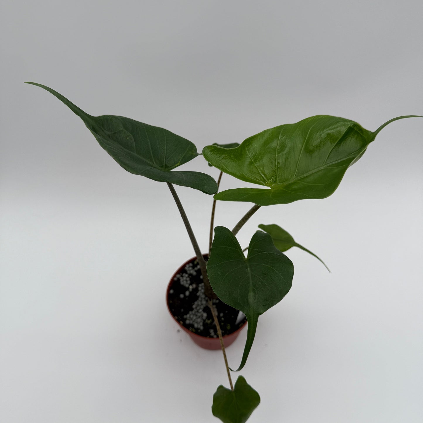 Alocasia Stingray plant in red pot with dark green leaves RUNOPLANTS potted houseplant on Tampa Home & Garden Store