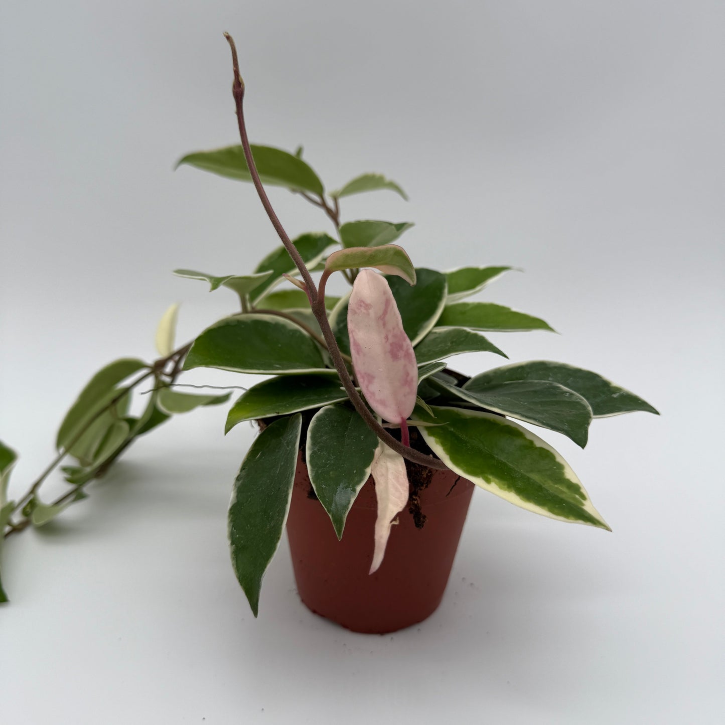 Hoya Krimson Queen Variegated Indoor Plant