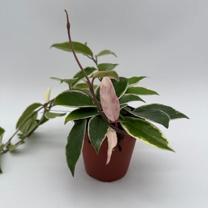 Hoya Krimson Queen Variegated Indoor Plant