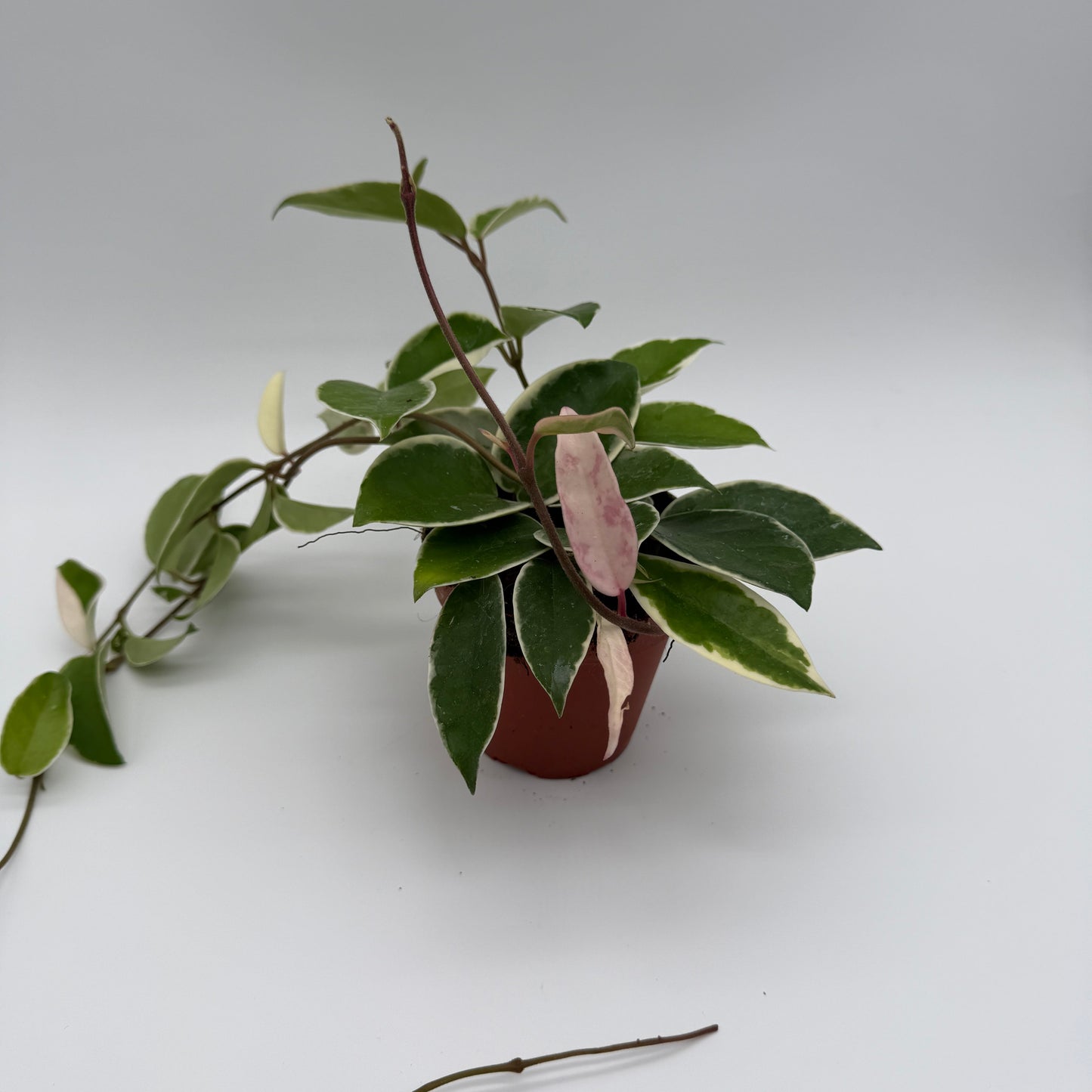 Hoya Krimson Queen