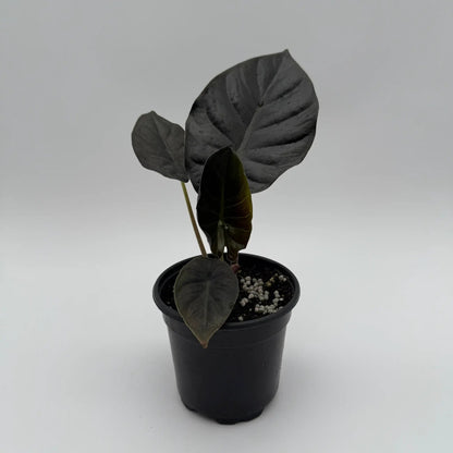 Dark Alocasia Infernalis Kaput Jewel Plant