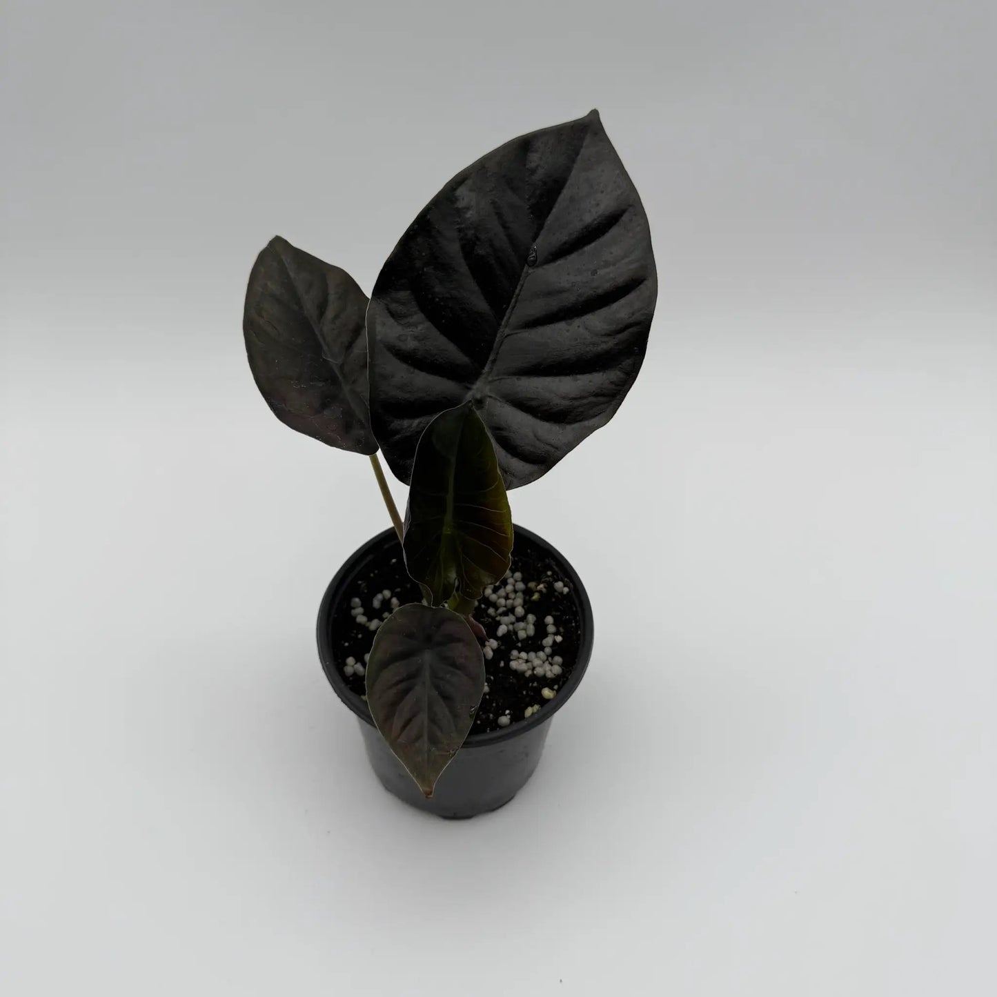 Dark Alocasia Infernalis Kaput Jewel Plant