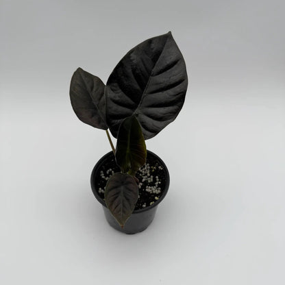 Dark Alocasia Infernalis Kaput Jewel Plant