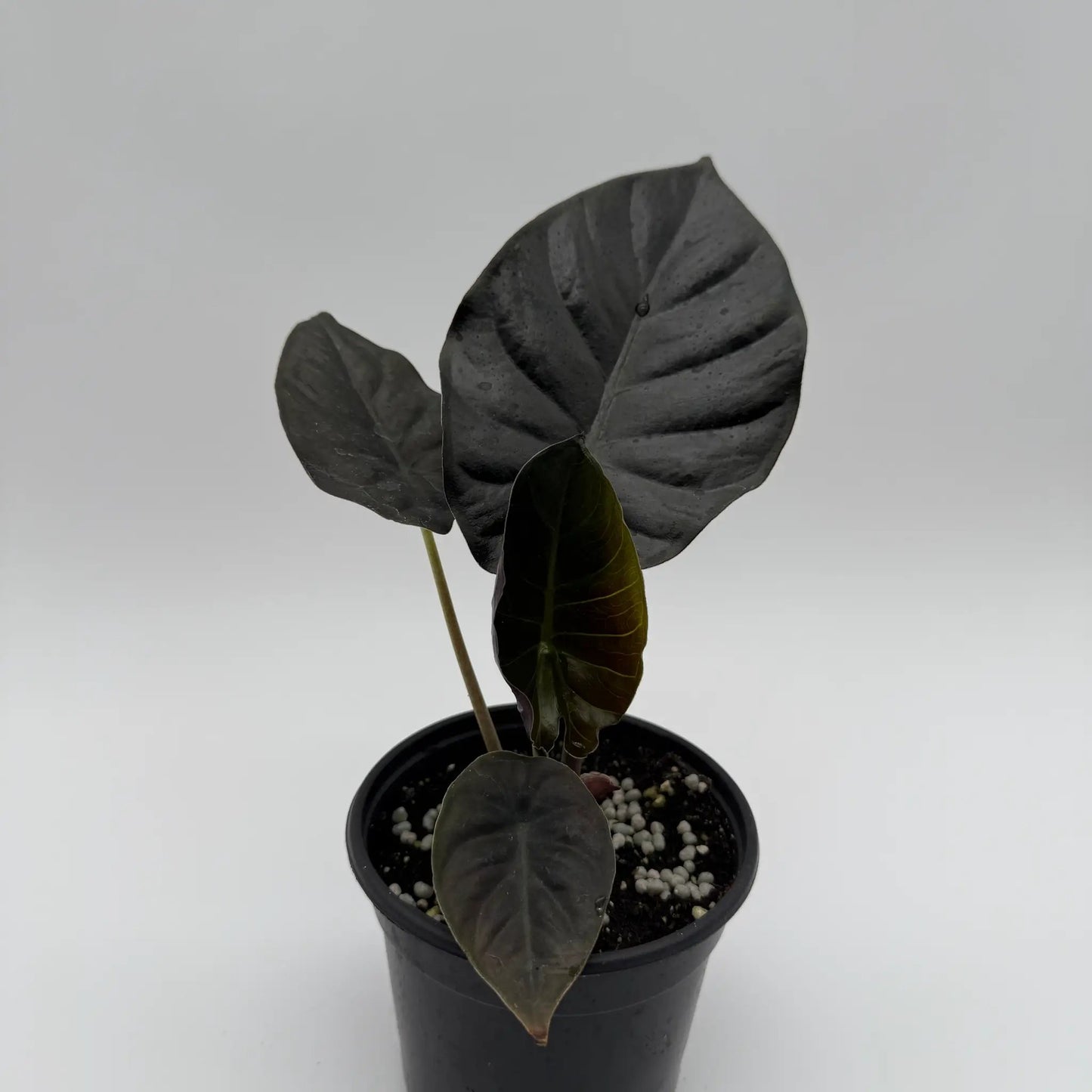 Dark Alocasia Infernalis Kaput Jewel Plant