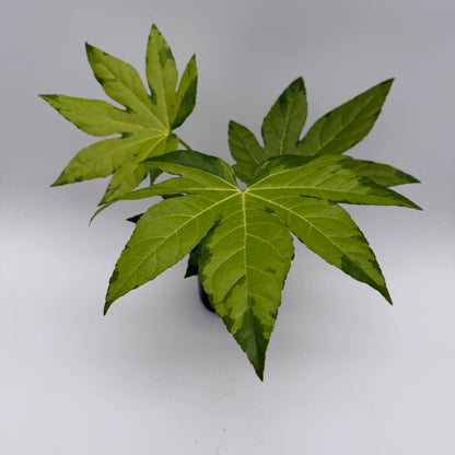 Variegated Fatsia Japonica Camouflage Plant