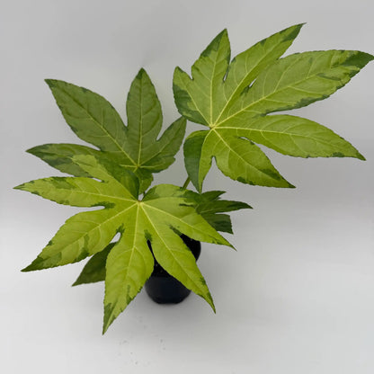 Variegated Fatsia Japonica Camouflage Plant
