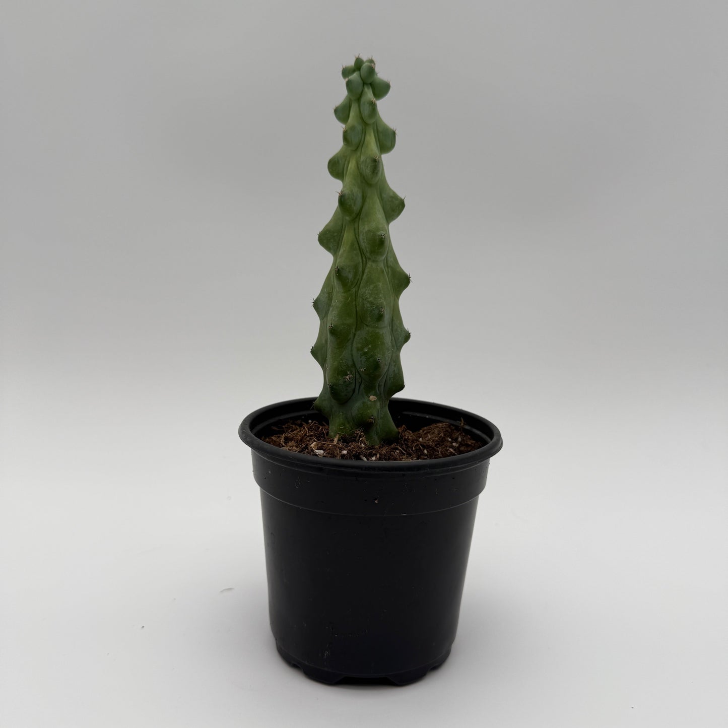 Boobie Cactus