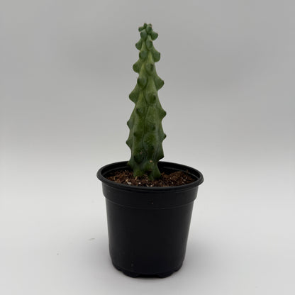 Boobie Cactus