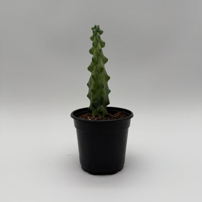 Boobie Cactus
