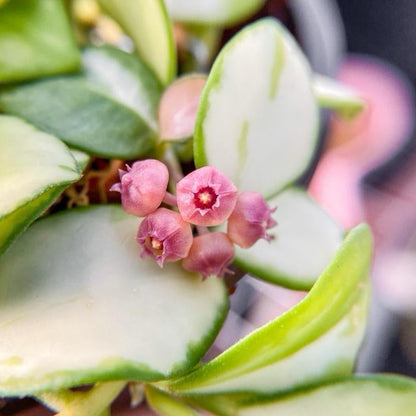 Variegated Hoya Heuschkeliana plant with pink buds among green and white leaves on Tampa Home & Garden Store