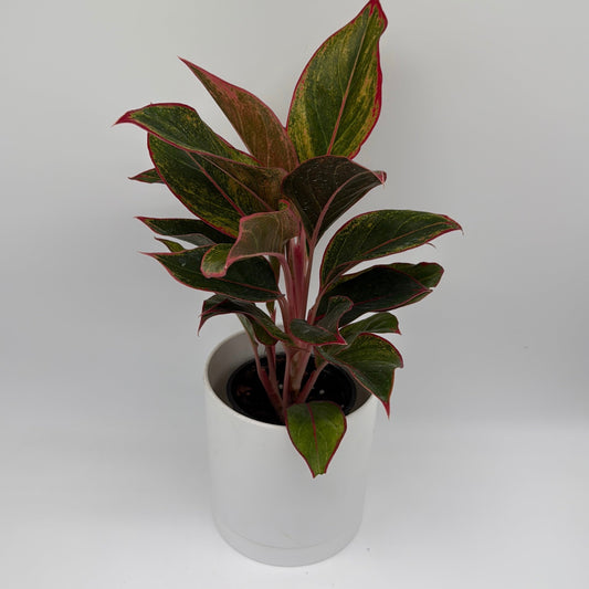 Aglaonema 'Siam Aurora'