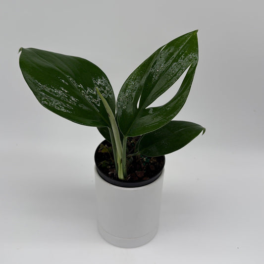 Rhaphidora Decursiva 'Dragon Tail'
