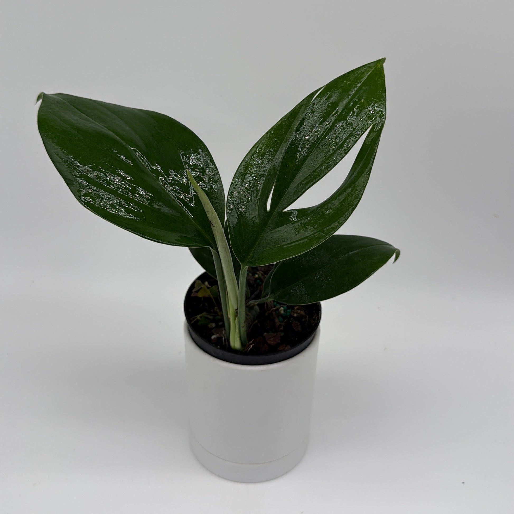 Dragon Tail Plant Rhaphidophora Decursiva with glossy dark green leaves in a pot on Tampa Home & Garden Store
