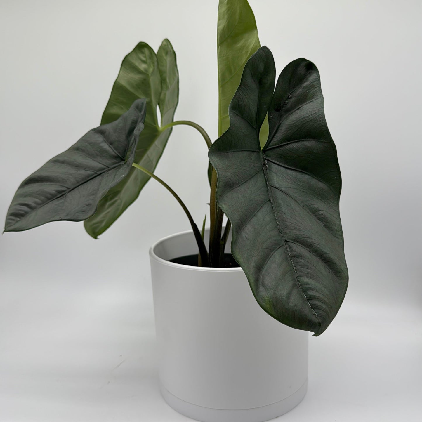 Alocasia Corazon