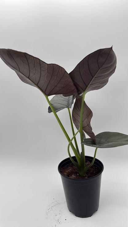 Alocasia Reginae